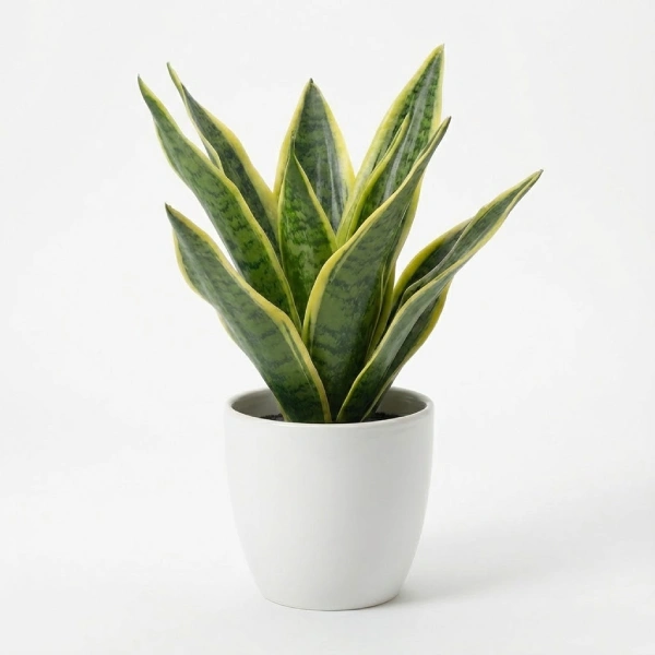 Fake Snake Plant